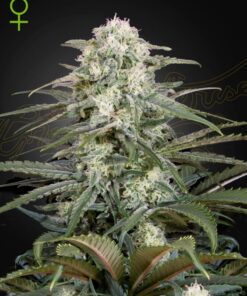 Foto Kalashnikova auto green house