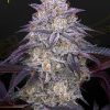 Foto King`s juice auto 100% green house