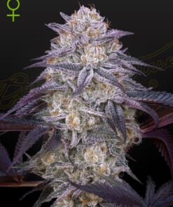 Foto King`s juice auto 100% green house