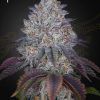 Foto Kings tart 100% green house