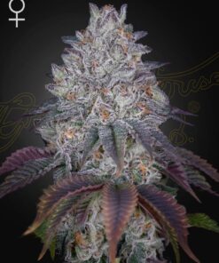 Foto Kings tart 100% green house