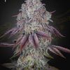 Foto Persian pie green house