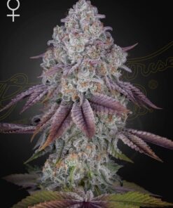 Foto Persian pie green house