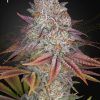Foto Pulp friction green house
