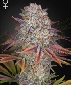 Foto Pulp friction green house