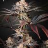 Foto Wonder pie 100% green house