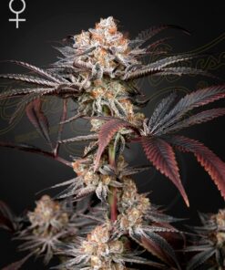 Foto Wonder pie 100% green house