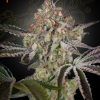 Foto Great white shark 100% green house