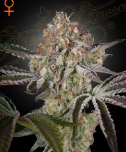 Foto Great white shark 100% green house