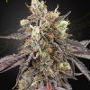 Foto Gelato 41 x gelato 41 auto green house