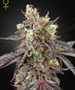 Foto Gelato 41 x gelato 41 auto green house