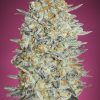 Foto Gelato 33 advanced seeds