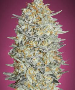 Foto Gelato 33 advanced seeds