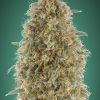 Foto Gorilla blue 100% advanced seeds