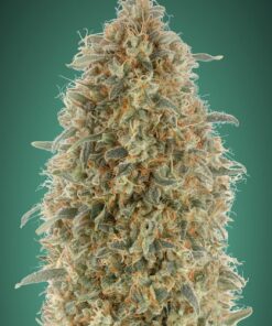 Foto Gorilla blue 100% advanced seeds