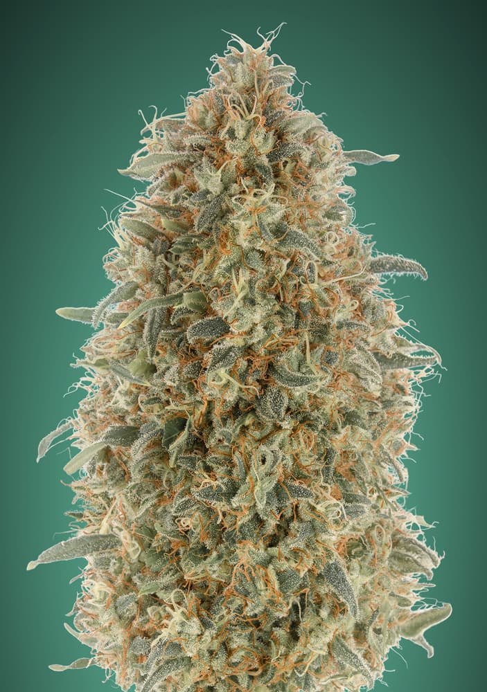 Foto Gorilla blue 100% advanced seeds