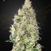 Foto Great white shark cbd green house