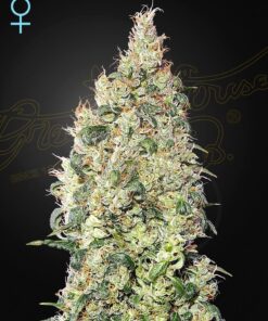Foto Great white shark cbd green house