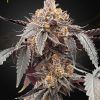Foto Guava x gelato 41 auto green house