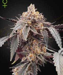 Foto Guava x gelato 41 auto green house