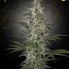 Foto Hawaiian snow 100% green house