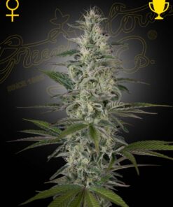 Foto Hawaiian snow 100% green house