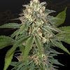 Foto Hawaiian snow x amnesia x face off 100% green house