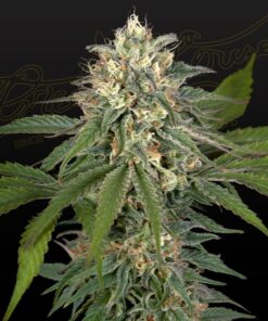 Foto Hawaiian snow x amnesia x face off 100% green house