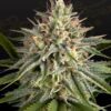Foto Hawaiian snow x sour banana 100% green house 10 unidades