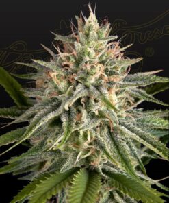 Foto Hawaiian snow x sour banana 100% green house 10 unidades