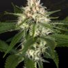 Foto Hawaiian snow x wedding cake x gelato 33 100% green house 10 unidades