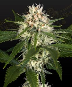 Foto Hawaiian snow x wedding cake x gelato 33 100% green house 10 unidades