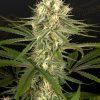 Foto Hawaiian snow x amnesia x dosidos 100% green house