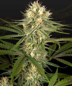 Foto Hawaiian snow x amnesia x dosidos 100% green house