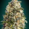 Foto Heavy bud 100% advanced seeds