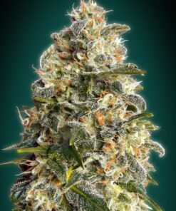 Foto Heavy bud 100% advanced seeds