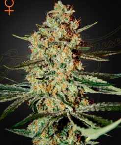 Foto Himalaya gold 100% green house