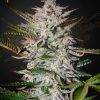 Foto Holy punch 100% green house