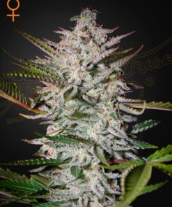 Foto Holy punch 100% green house