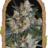 Foto Lemon candy 100% exotic seed