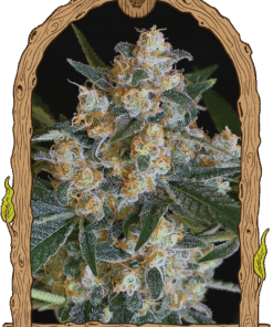 Foto Lemon candy 100% exotic seed