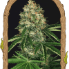 Foto Mango cream reg exotic seed