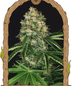 Foto Mango cream reg exotic seed