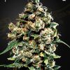 Foto Jack herer 100% green house