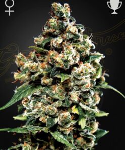 Foto Jack herer 100% green house