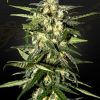 Foto Jack herer auto green house