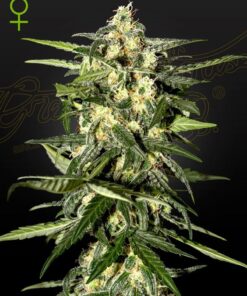 Foto Jack herer auto green house