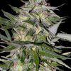 Foto Jack plant 100% advanced seeds