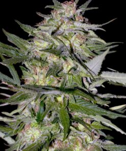 Foto Jack plant 100% advanced seeds