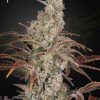 Foto Jacks dream 100% green house